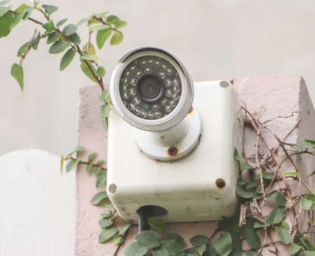 Old Security Camera, CCTV on location. Security camera on fence with  climbing fig tree.