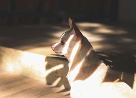 Side portrait  of brown short hair Chihuahua dog sitting on the stairs with leaf shadow and morning sunlight.の写真素材