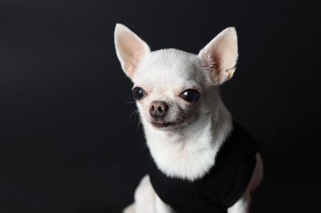 Close up image of  white short hair  Chihuahua dogs sitting on black background.の写真素材