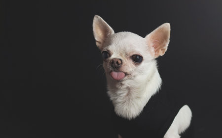 Close up image of  white short hair  Chihuahua dogs sitting on black background, looking at camera and show her tongue out.の写真素材