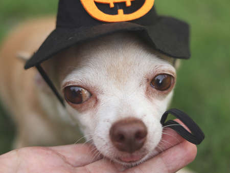 Close up image of brown  short hair  Chihuahua dog wearing Halloween witch hat, head on owner hand.の写真素材