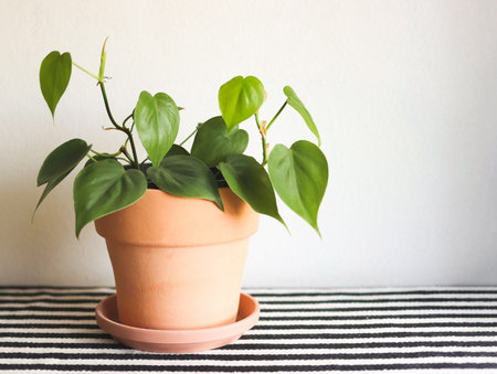 Front view of house plant with heart shape leaves in clay flower pot on table with black and white stripe cloth and white background. green Philodendron Hederaceum plant in pot.の写真素材