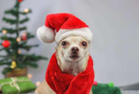 Portrait of brown  short hair Chihuahua dog wearing Santa Claus hat and red scarf sitting and looking at camera with  green gift boxes and Christmas tree  on white background. Christmas and New year celebration concept.の写真素材