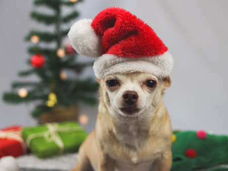 Portrait of brown  short hair Chihuahua dog wearing Santa Claus hat sitting and looking at camera with  green gift boxes and Christmas tree  on white background. Christmas and New year celebration.の写真素材