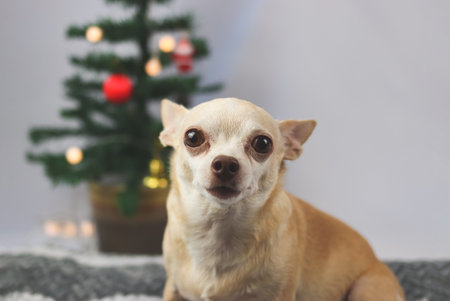 Close up image of brown  short hair Chihuahua dog  sitting and looking at camera with  Christmas...