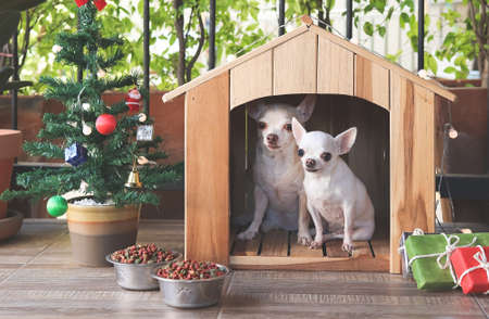 Front view image of two chihuahua dog  sitting in wooden dog house with dog food bowls, gift boxes and Christmas tree, looking at camera.の写真素材