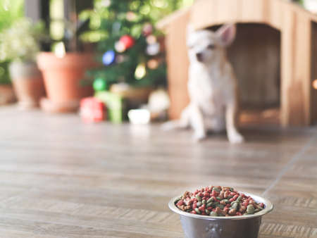 Close up of dog food bowl with chihuahua dog, wooden dog house and Christmas tree background. Selective focus.の写真素材