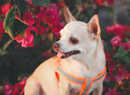 Portrait of happy and healthy brown Chihiahua dog sitting with pink Bougainvillea flowers with morning sunlight.の写真素材