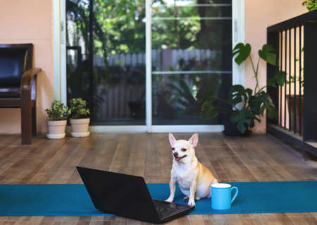 Portrait of Chihuahua dog sitting in balcony  with computer notebook and  blue coffee cup, smiling and looking at camera.の写真素材