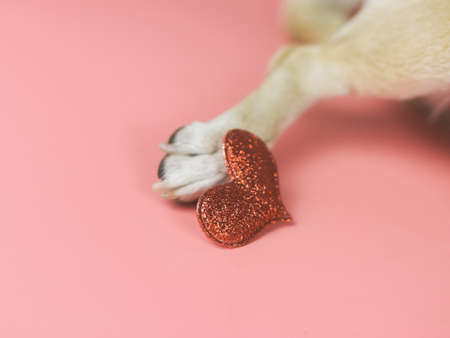 Close up image of red glitter heart on dog foot  on pink background. Dog lover and valentine's day concept.の写真素材