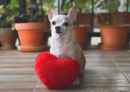 Portrait of brown Chihuahua dog sitting  with red heart shape pillow.  Valentine's day concept.の写真素材
