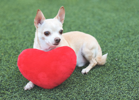 Portrait of brown Chihuahua dog lying down  with red heart shape pillow on green grass,  looking away. Valentine's day concept.の写真素材