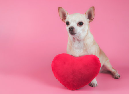 Portrait of brown Chihuahua dog sitting with red heart shape pillow on pink background, looking at camera.isolated.  Valentine's day concept.の写真素材