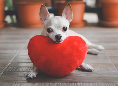 Portrait of brown Chihuahua dog lying down  with red heart shape pillow.  Valentine's day concept.の写真素材