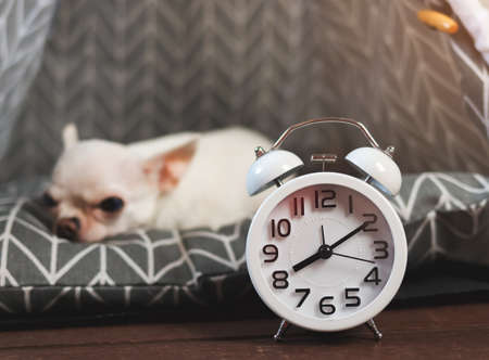 Front view of white vintage alarm clock in front of sleepy white short hair Chihuahua dog on gray mattress. Moody and sleepy dog doesn't want to wake up. Selective focus.の写真素材