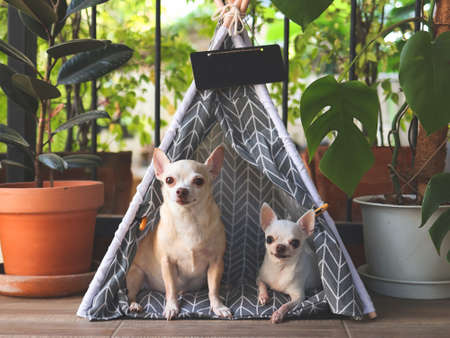 Portrait of Two different size Chihuahua dogs sitting in gray teepee tent with blank name tag between house plant pot in balcony, looking at camera.の写真素材