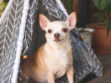Portrait of brown short hair Chihuahua dogs sitting in  gray teepee tent between house plant pot in balcony, looking at camera.の写真素材