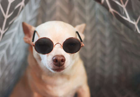 Close up image of brown short hair Chihuahua dog wearing  sunglasses in gray teepee tent. Pet friendly hotel, travel with dog.の写真素材