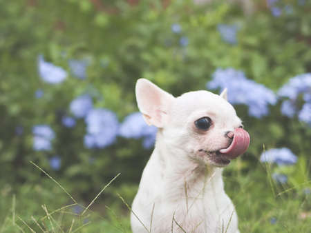 Close up image  of white short hair  Chihuahua dog sitting on green grass in the garden with purple flowers background , licking her lips and looking away.の写真素材