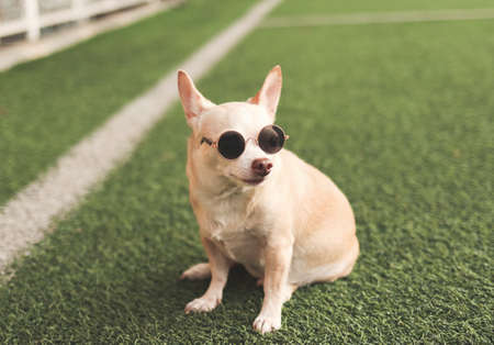 Portrait of brown chihuahua dog wearing sunglasses sitting in green grass or soccer field  in morning sunlight.の写真素材