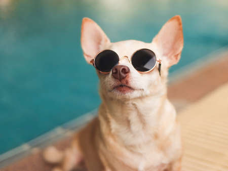 Portrait of brown short hair chihuahua dog wearing sunglasses sitting by swimming pool.の写真素材