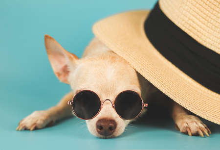 Portrait of sleepy brown chihuahua dog wearing sunglasses lying down under straw hat on blue background. summer traveling concept.の写真素材