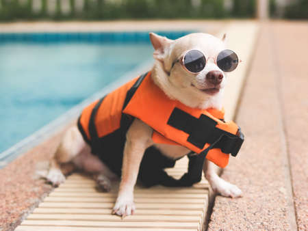portrait of a cute brown short hair chihuahua dog wearing sunglasses and  orange life jacket or life vest sitting by swimming pool. Baywatch dog. Pet Water Safety.の写真素材