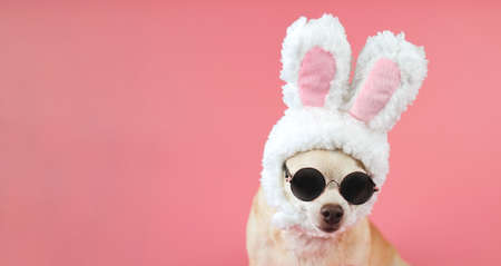 Close up image of healthy brown  short hair chihuahua dog, wearing sun glasses and  rabbit ears ...
