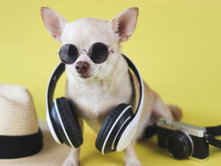 Portrait of  brown chihuahua dog wearing sunglasses and headphones around neck, sitting  with straw hat and camera on yellow background.  Summertime  traveling concept.の写真素材