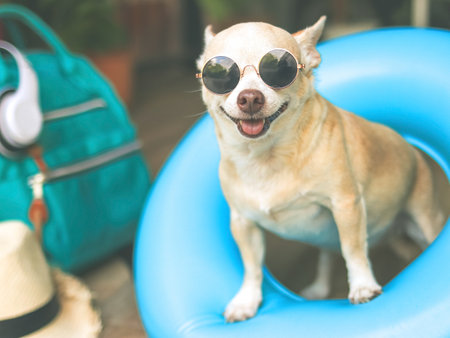 Portrait of a happy  brown short hair chihuahua dog wearing sunglasses, standing  in blue swimming ring with travel accessories, straw hat, backpack and headphones.の写真素材