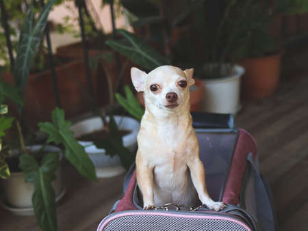 portrait of  brown  Chihuahua dog standing  in traveler pet carrier bag in balcony with s plant pots, ready to travel. Safe travel with animals.の写真素材