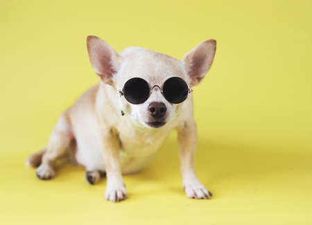 Portrait of brown chihuahua dog wearing sunglasses sitting  on yellow background. summer traveling concept.の写真素材