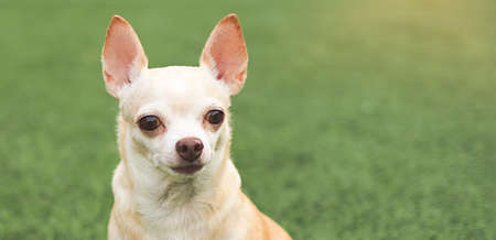 Close up image of brown chihuahua dog sitting on green grass in morning sunlight. Copy space.の写真素材