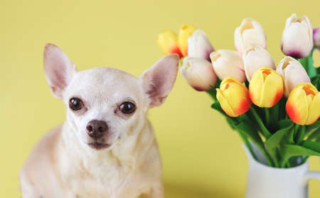 Close up image  of healthy brown  short hair chihuahua dog, sitting on yellow background with tulip flowers, looking at camera, isolated.の写真素材