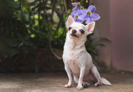 Portrait of white  short hair Chihuahua dog  sitting  on cement floor with purple flowers, smiling and looking up.の写真素材