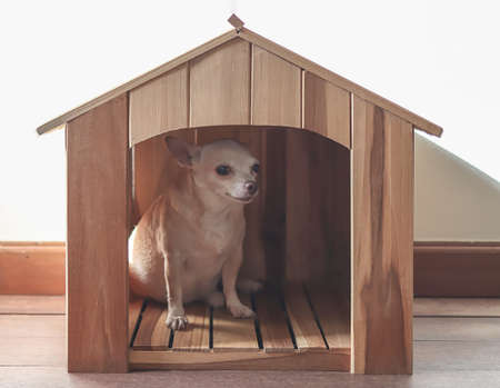 Portrait of brown  short hair  Chihuahua dog sitting in  wooden dog house, looking at camera.の写真素材