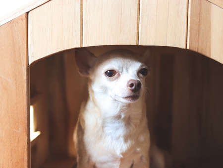 Close up image of  brown  short hair  Chihuahua dog sitting in  wooden dog house, looking at camera.の写真素材