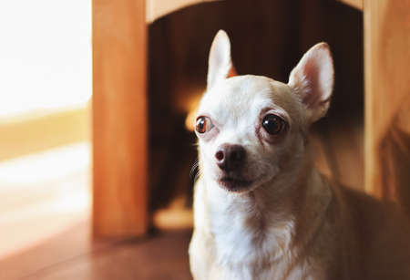 Close up image of guilty  brown  short hair  Chihuahua dog sitting in front of wooden dog house.の写真素材