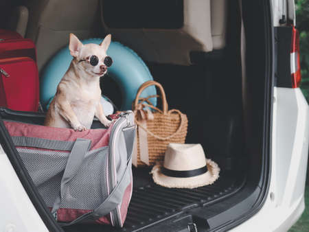 Portrait of brown short hair chihuahua dog wearing sunglasses standing in traveler pet carrier bag...