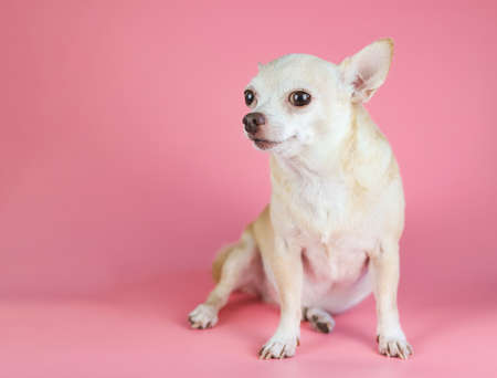 Portrait  of fat brown  short hair chihuahua dog, sitting on pink background with copy space, looking at camera, isolated.の写真素材