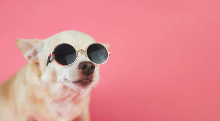 Close up image of brown chihuahua dog wearing sunglasses sitting  on pink background with copy space. summer traveling concept.の写真素材