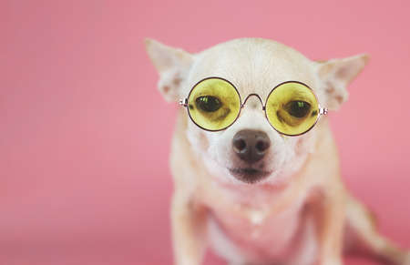 Portrait of brown short hair Chihuahua dog wearing yellow eye glasses,  sitting on pink background with copy space, looking at camera. Intelligent pet concept.の写真素材