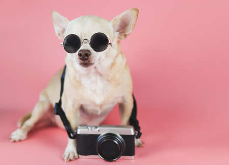 Portrait  of brown chihuahua dog wearing sunglasses  and camera around his neck  sitting  on pink background  with  copy space.  summer traveling concept.の写真素材