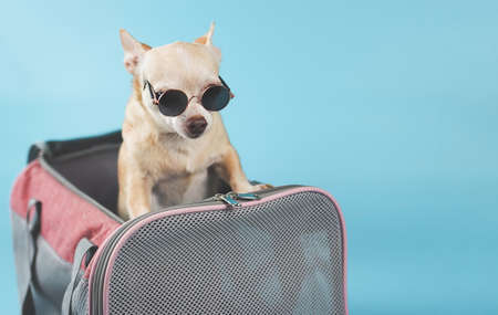 Portrait of brown chihuahua dog wearing sunglasses standing and looking out of the traveler pet carrier bag on blue background with copy space.  Safe travel with animals.の写真素材
