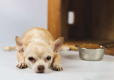 Portrait of sleepy brown  short hair  Chihuahua dog lying down in  front of wooden dog house with food bowl, looking at camera, isolated on white background.の写真素材