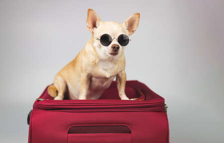 Portrait of brown chihuahua dog wearing sunglasses sitting on pink  suitcase on white background. Traveling with dog concept.の写真素材