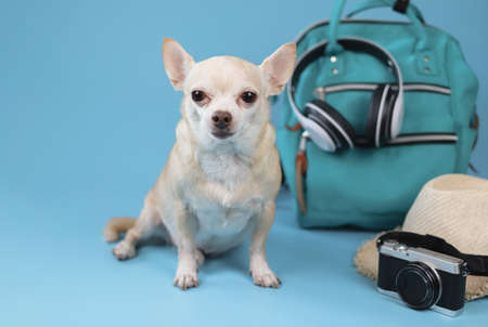 Portrait  of a cute brown short hair chihuahua dog  sitting  on blue background with travel accessories, camera, backpack, headphones and straw hat. travelling  with animal concept.の写真素材