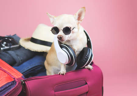 Portrait of brown  short hair  Chihuahua dog wearing sunglasses and headphones around neck,,  standing in pink suitcase with travelling accessories, isolated on pink background.の写真素材