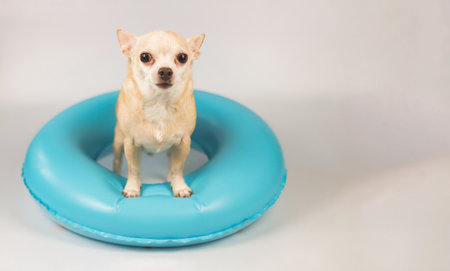 Portrait  of a cute brown short hair chihuahua dog  standing in blue swimming ring, isolated on white background.の写真素材