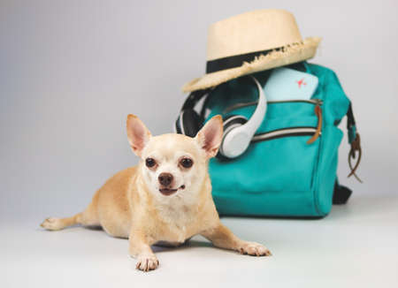 Portrait  of a cute brown short hair chihuahua dog  lying down  on white  background with travel accessories, camera, backpack, passport,  headphones and straw hat. travelling  with animal concept.の写真素材